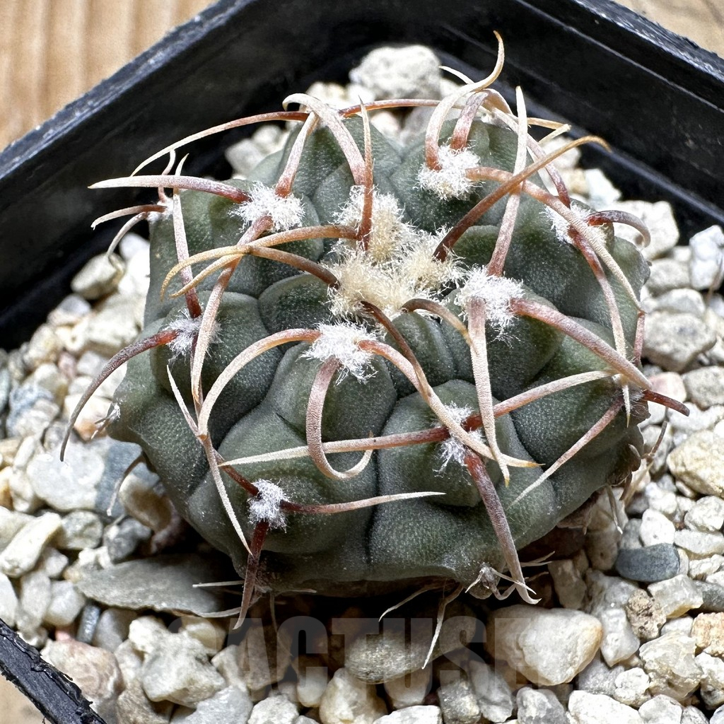 SHPR37546 Gymnocalycium vatteri, selection