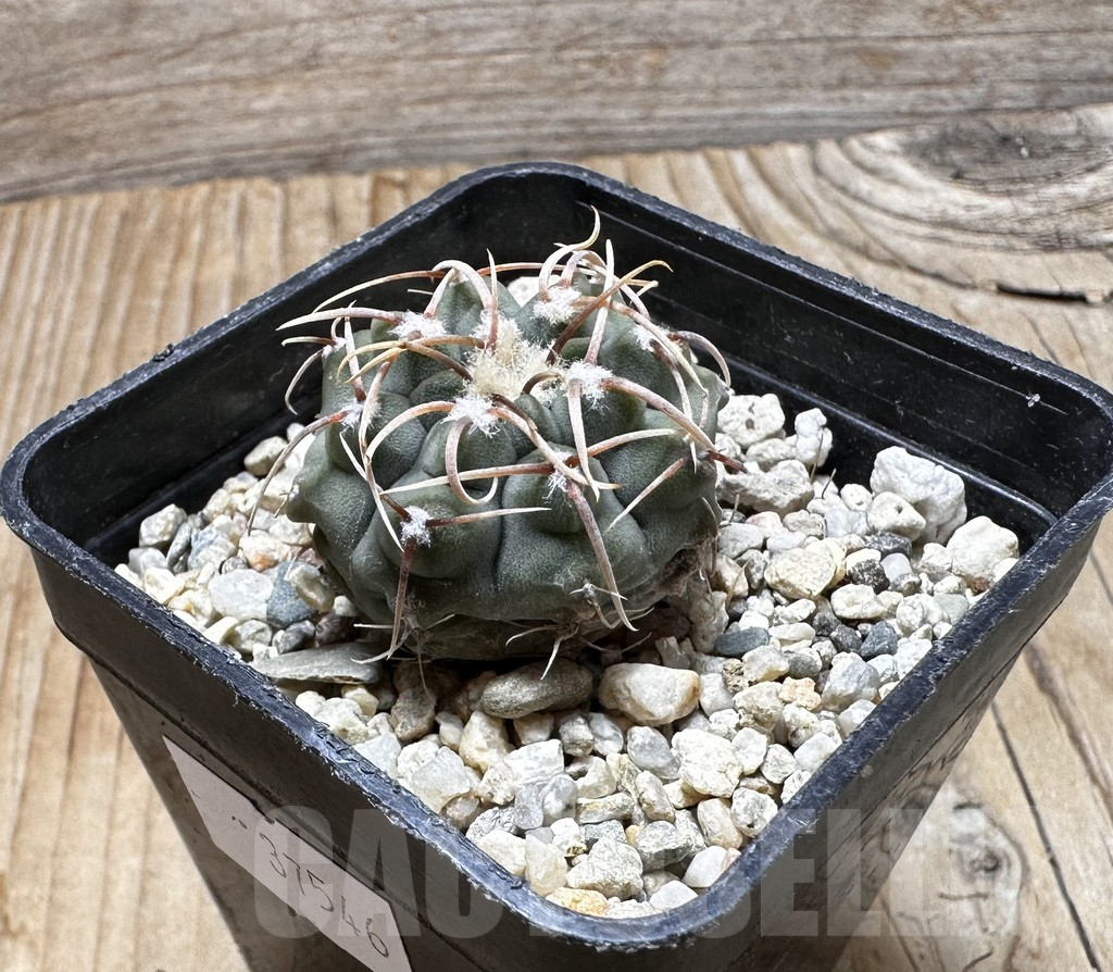 SHPR37546 Gymnocalycium vatteri, selection - Obrázek 2