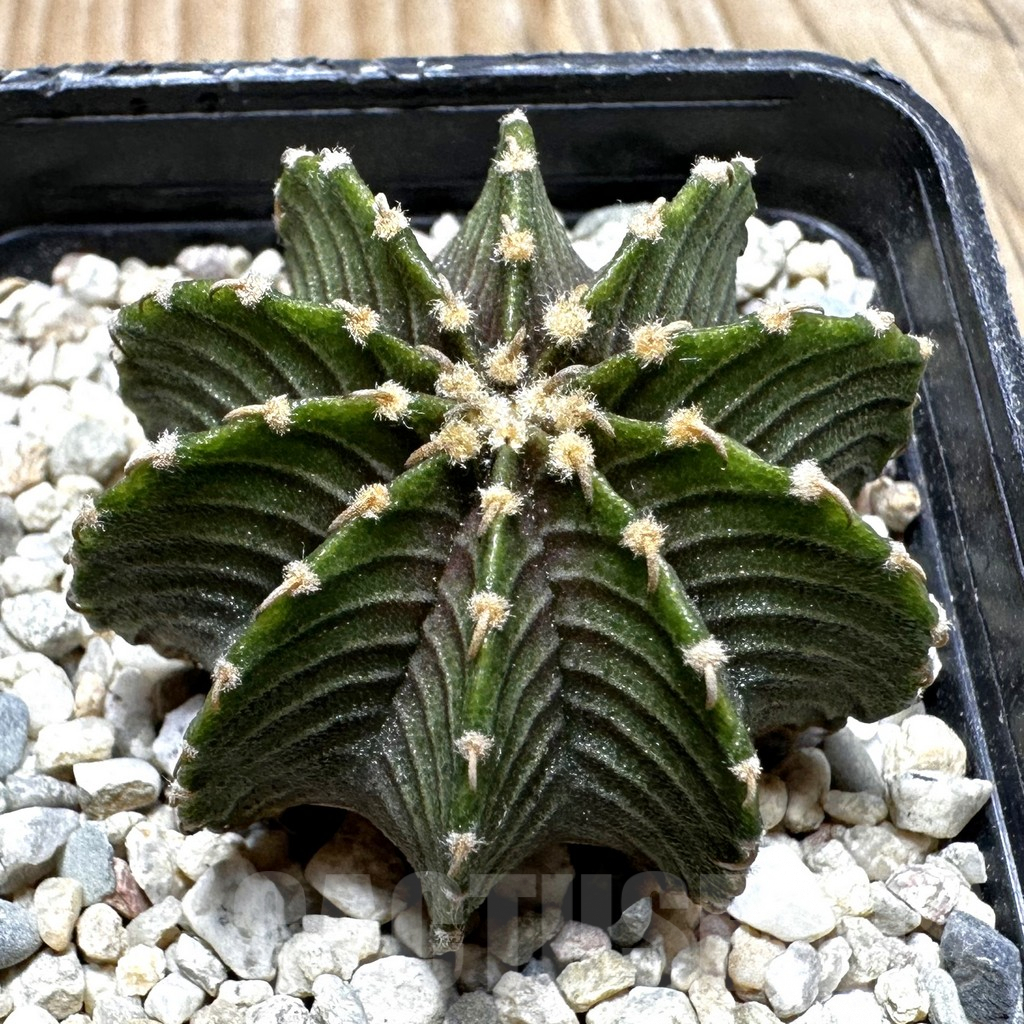 SHPR37548 Gymnocalycium friedrichii LB 2178