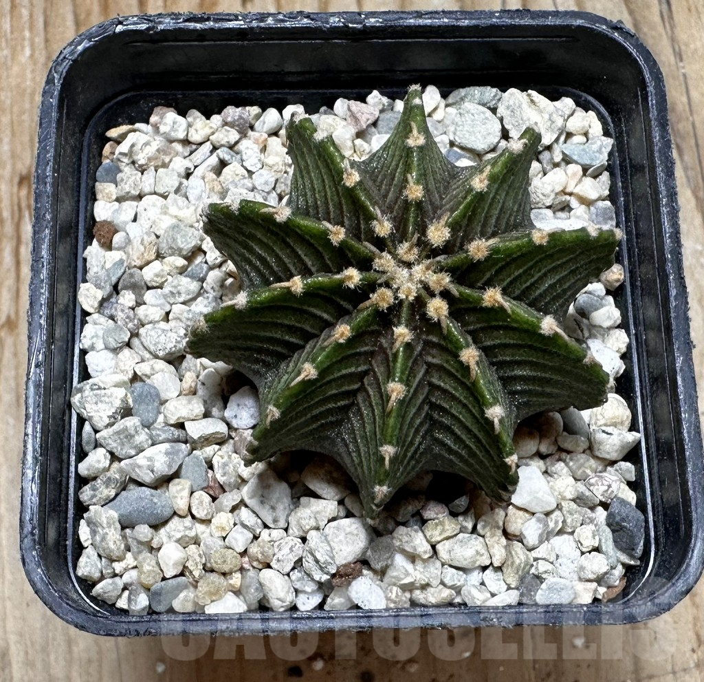 SHPR37548 Gymnocalycium friedrichii LB 2178 - Obrázek 2