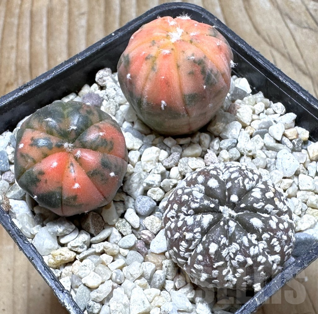 SHPR37506 Astrophytum asterias ‘Red Purple Skin’ f. variegata mix, 3 plants