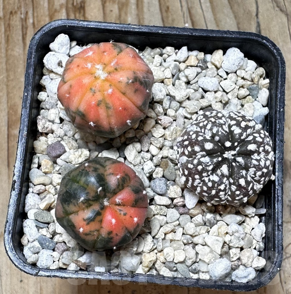 SHPR37506 Astrophytum asterias ‘Red Purple Skin’ f. variegata mix, 3 plants - immagine 2