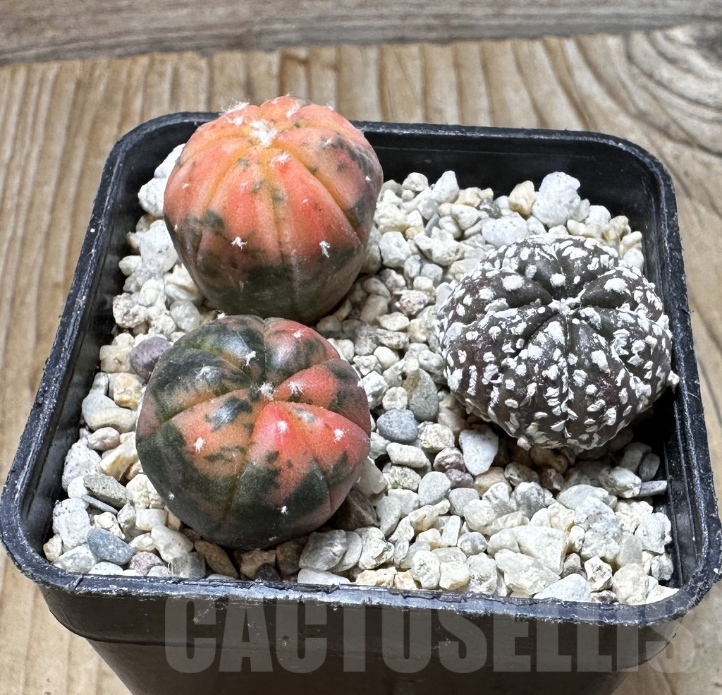 SHPR37506 Astrophytum asterias ‘Red Purple Skin’ f. variegata mix, 3 plants - immagine 3