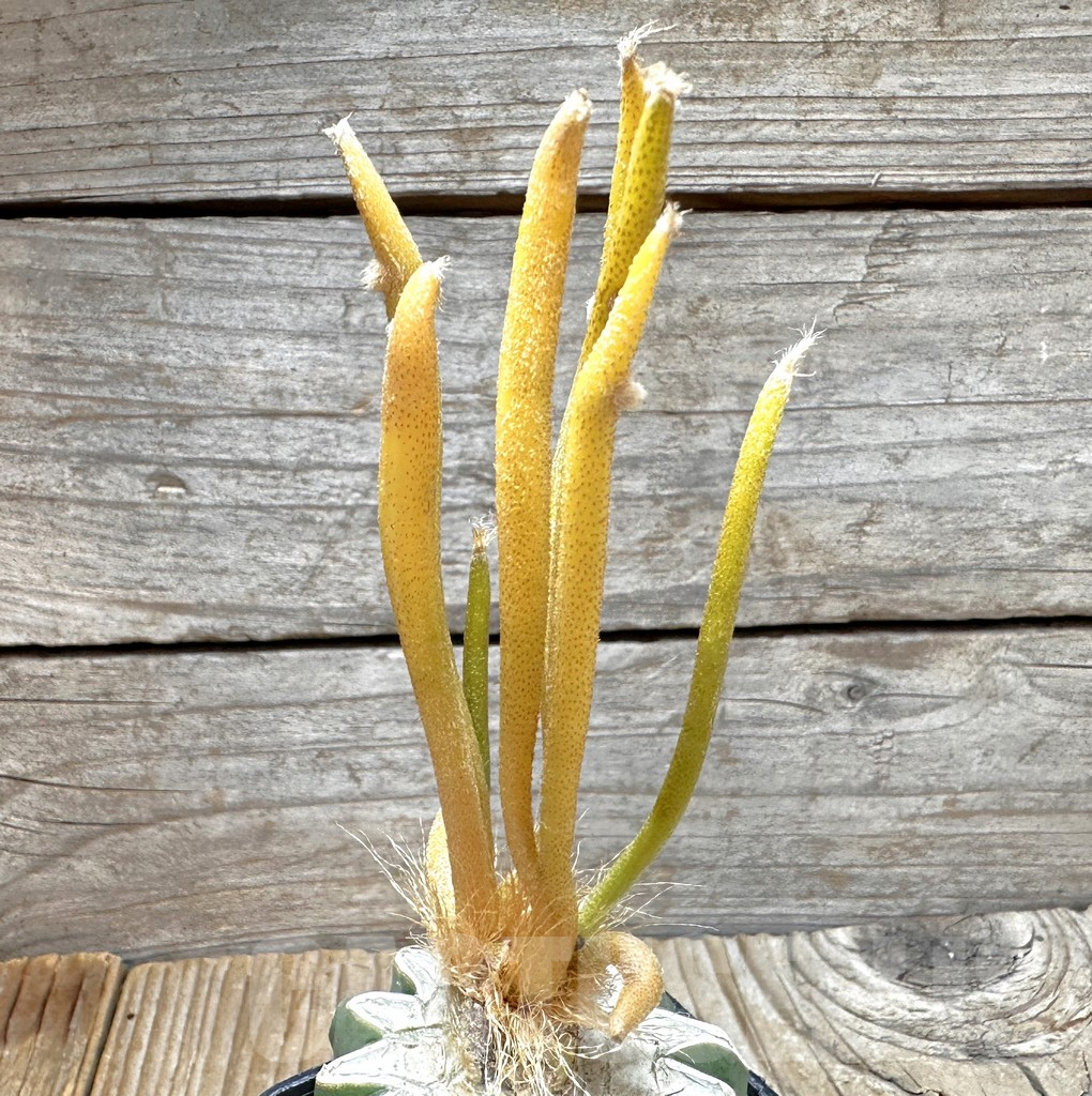 SHPR37507 Astrophytum caput-medusae f. variegata, grafted