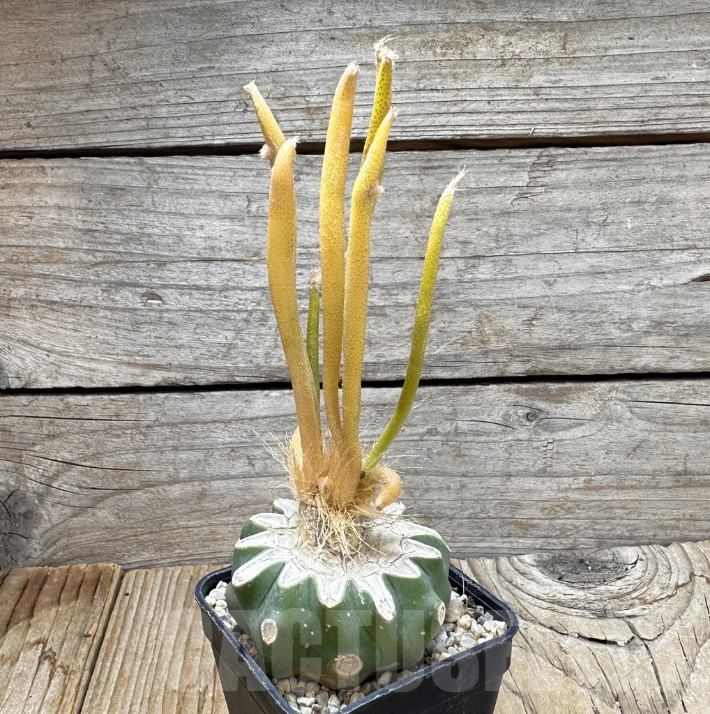 SHPR37507 Astrophytum caput-medusae f. variegata, grafted - Obrázek 2