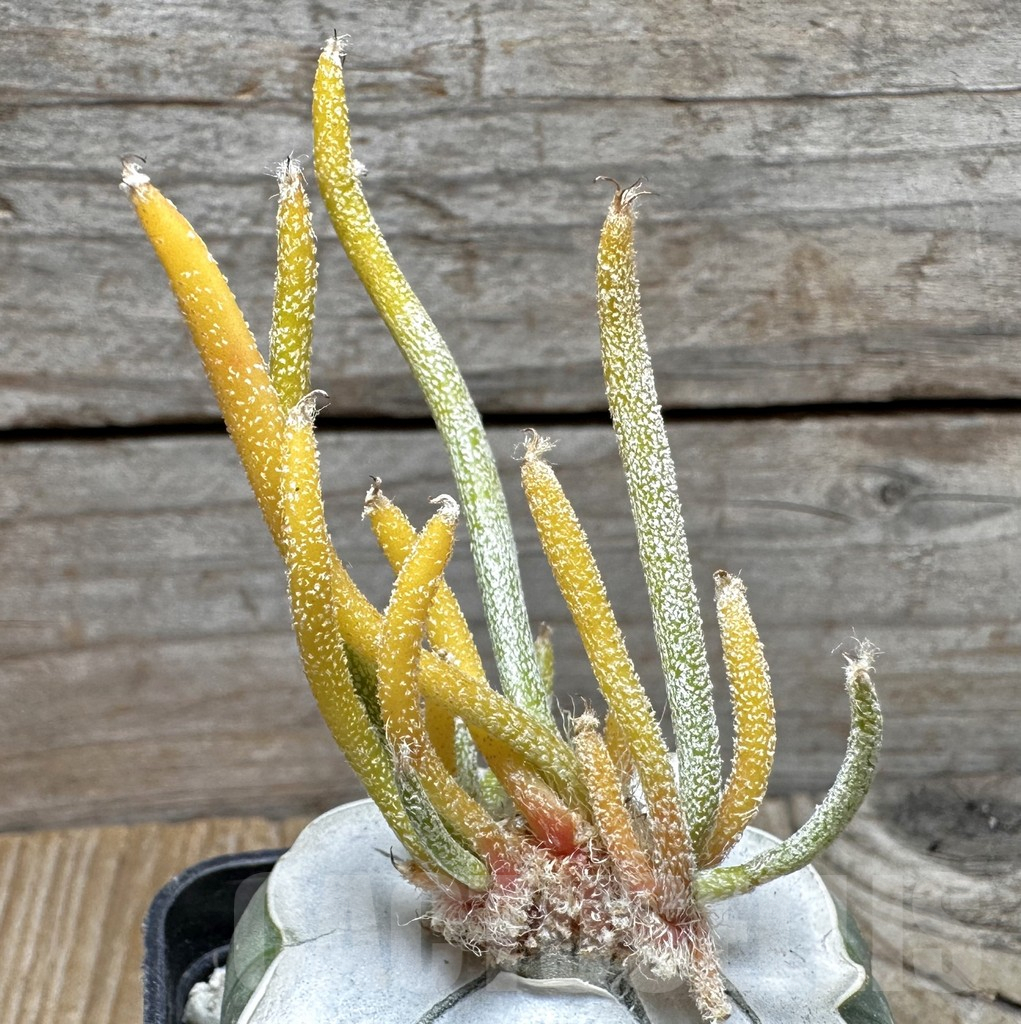 SHPR37508 Astrophytum caput-medusae f. variegata, grafted