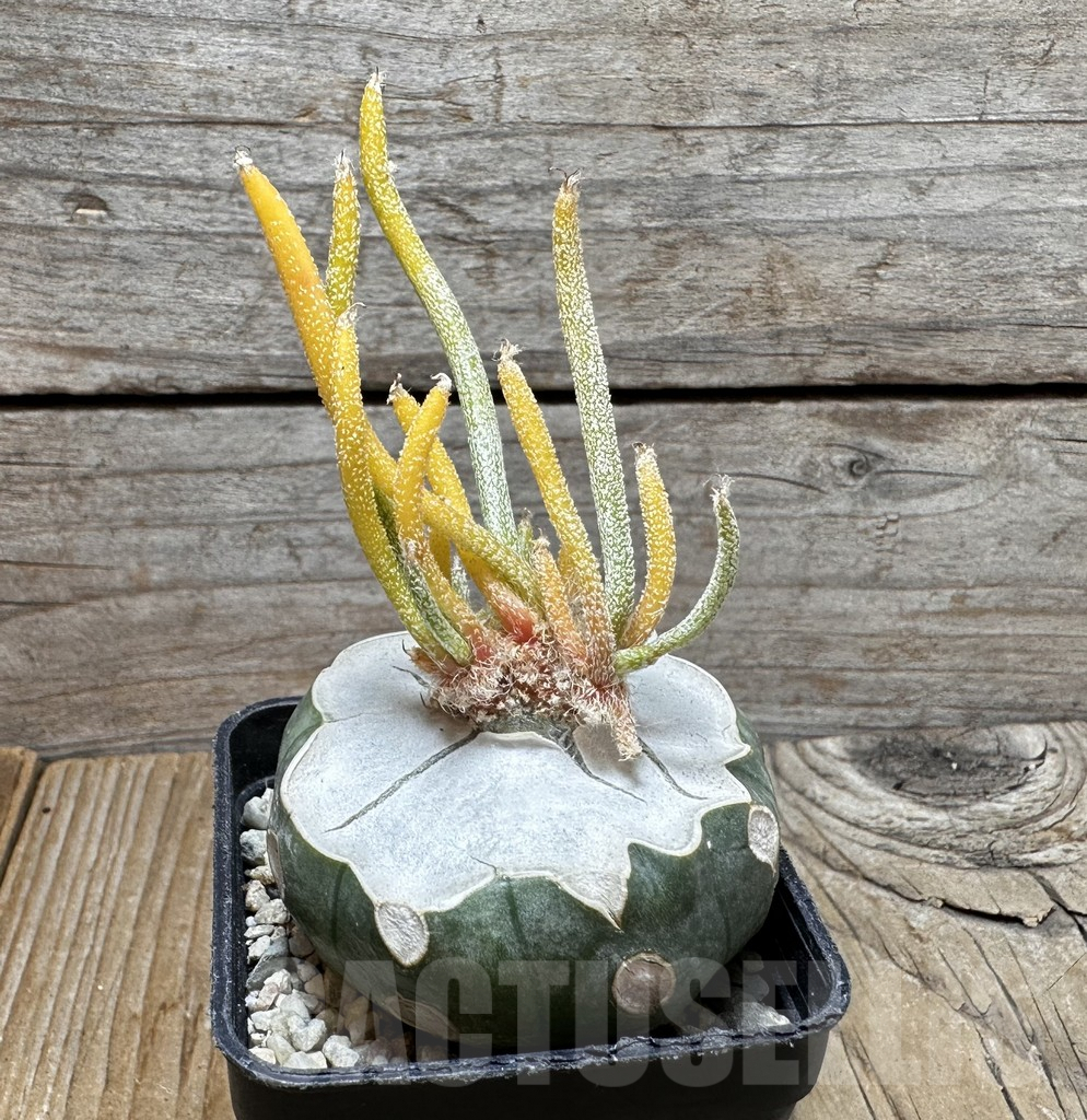 SHPR37508 Astrophytum caput-medusae f. variegata, grafted - Зображення 2