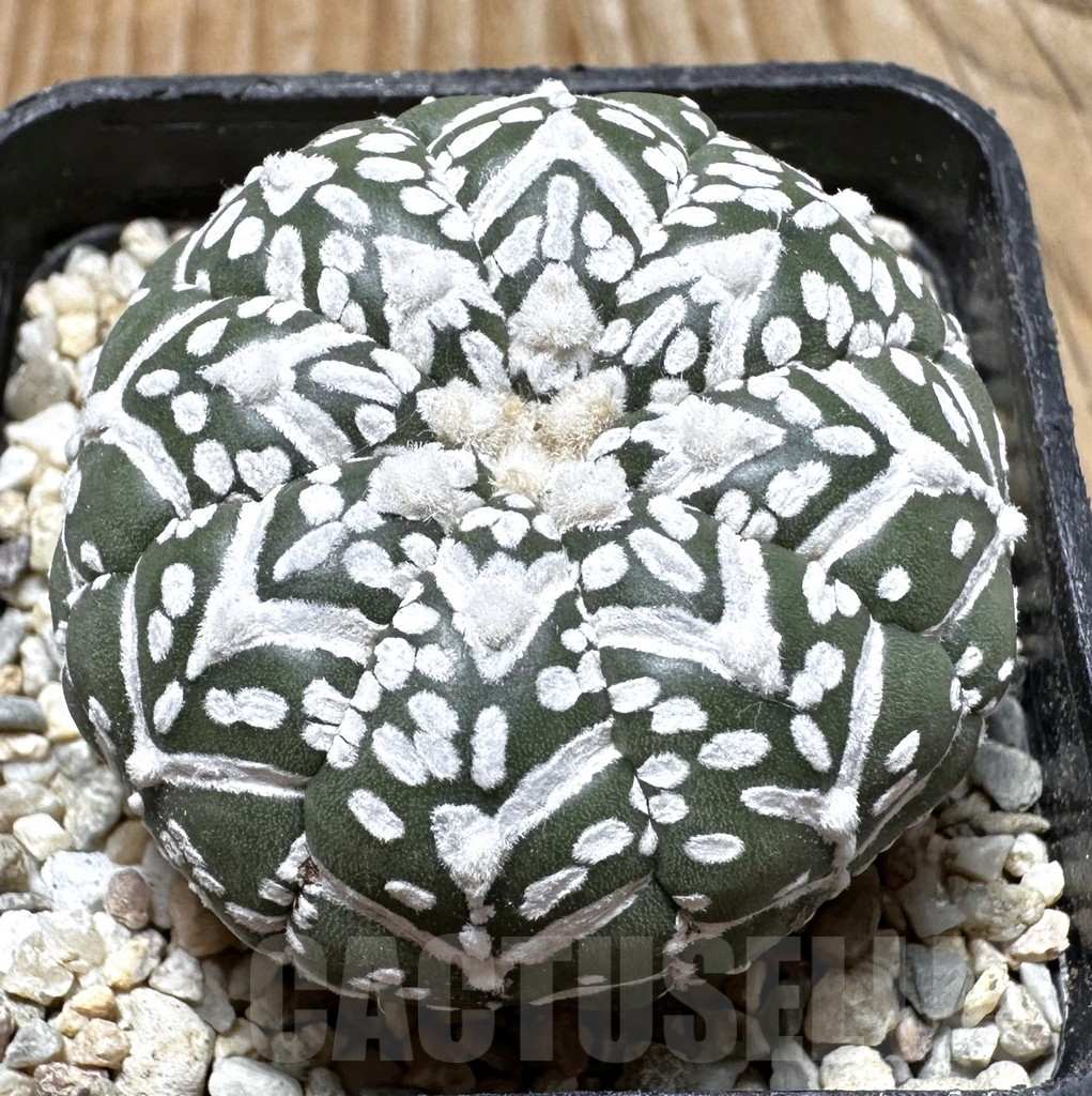 SHPR37509 Astrophytum asterias ‘Super Kabuto’ V-type