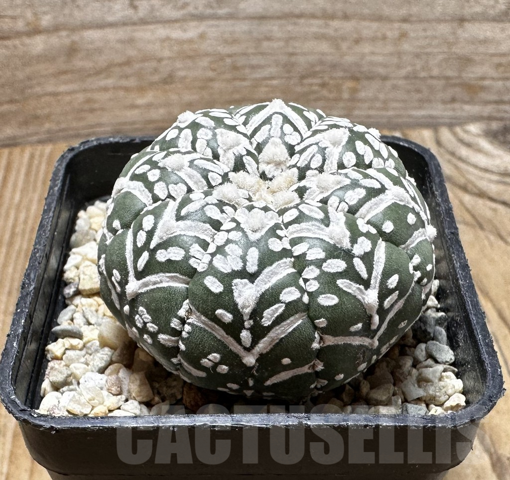 SHPR37509 Astrophytum asterias ‘Super Kabuto’ V-type - Image 2
