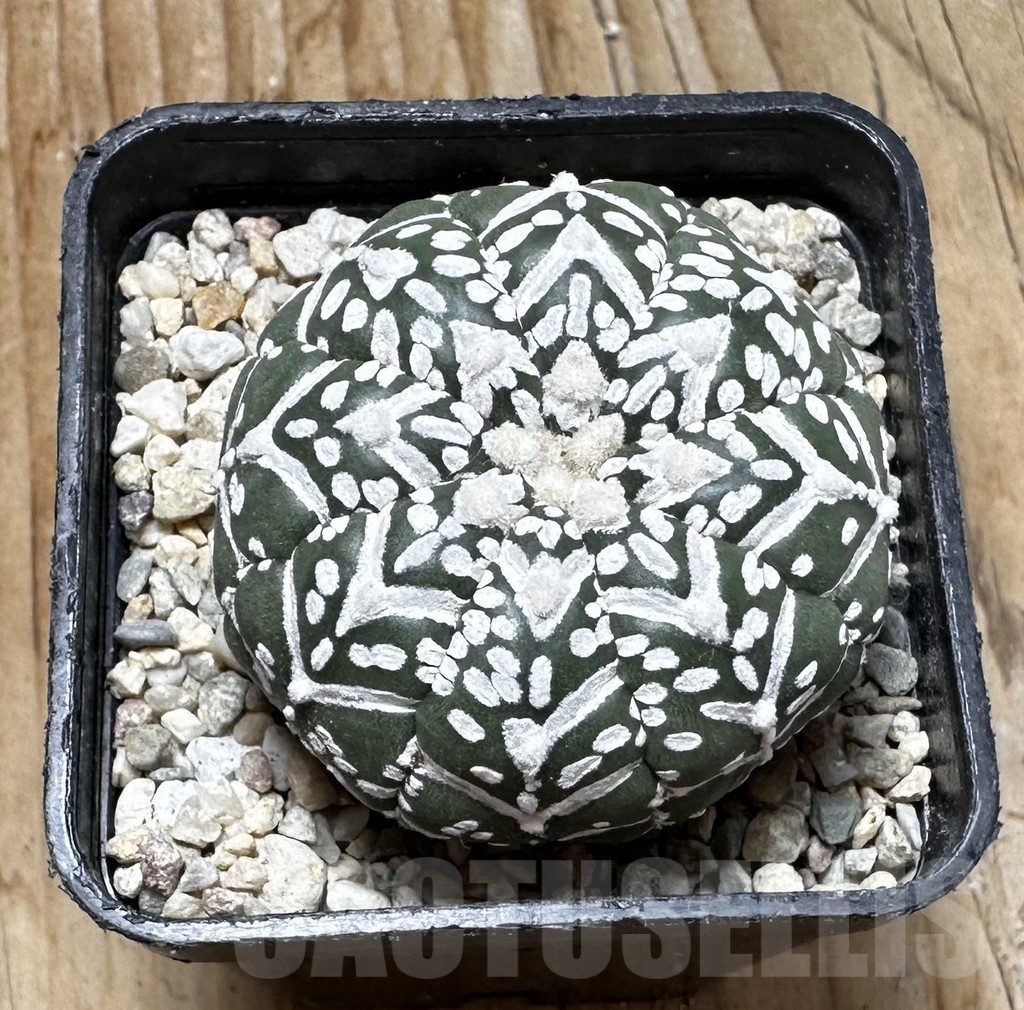 SHPR37509 Astrophytum asterias ‘Super Kabuto’ V-type - Image 3