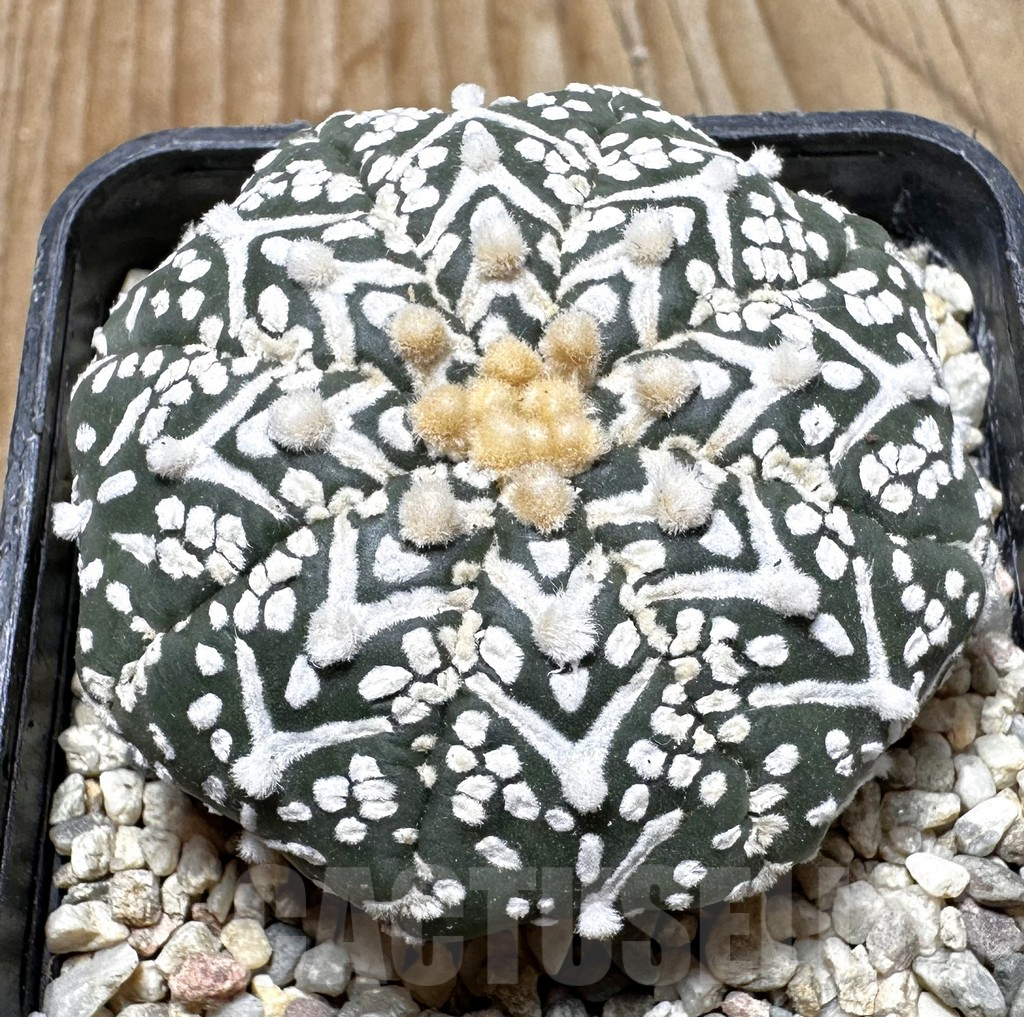 SHPR37510 Astrophytum asterias ‘Super Kabuto’ V-type
