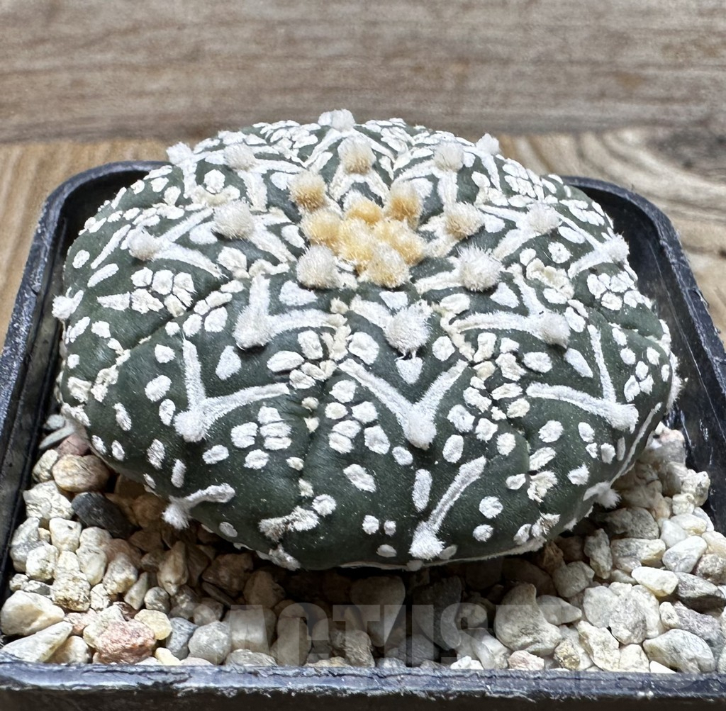 SHPR37510 Astrophytum asterias ‘Super Kabuto’ V-type - Image 2