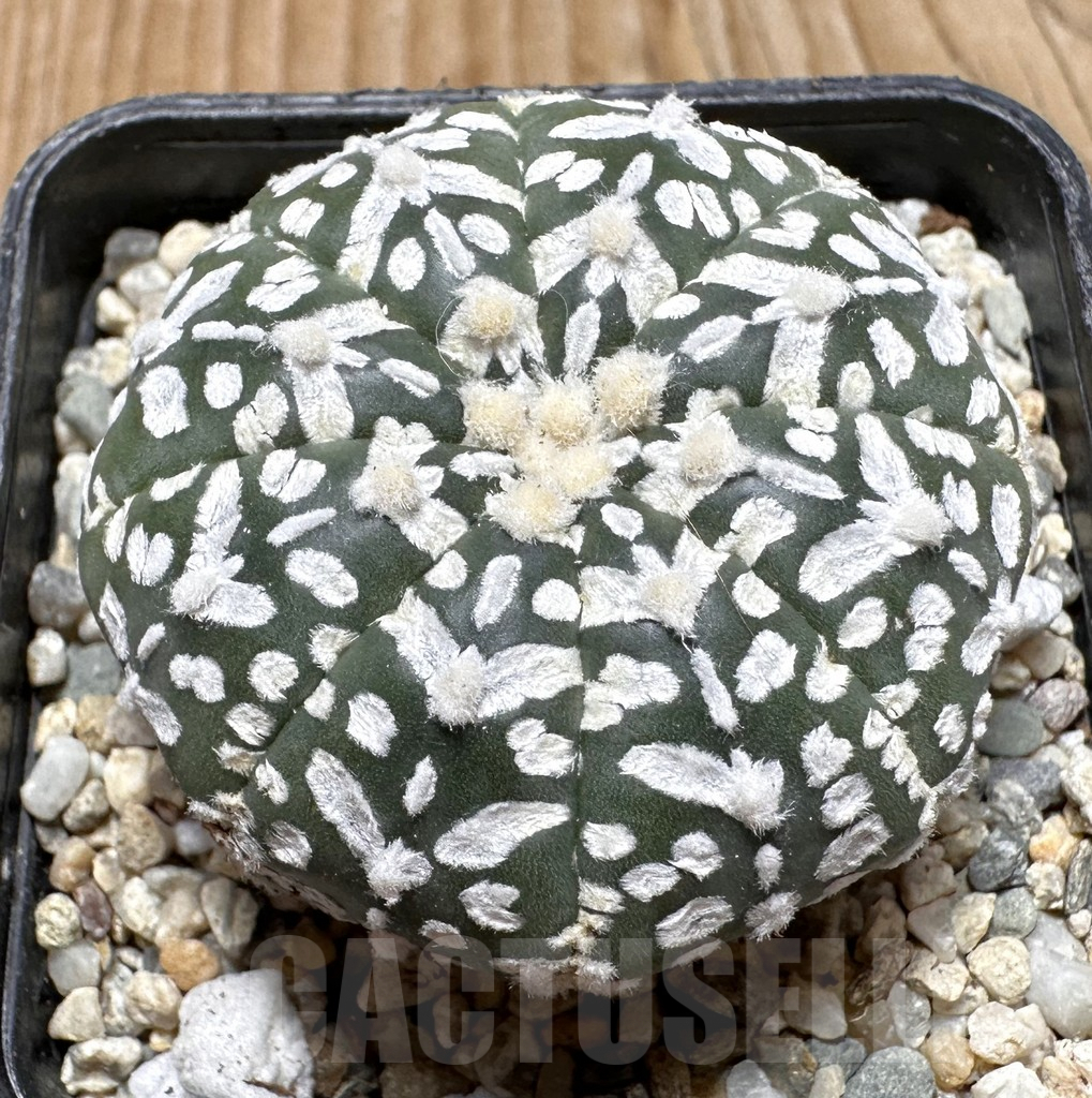 SHPR37512 Astrophytum asterias ‘Super Kabuto’ V-type
