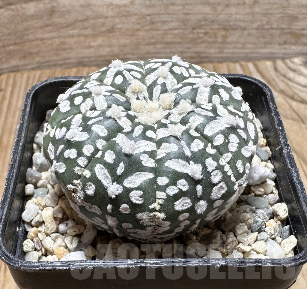 SHPR37512 Astrophytum asterias ‘Super Kabuto’ V-type - Image 2