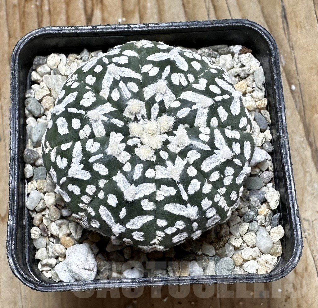 SHPR37512 Astrophytum asterias ‘Super Kabuto’ V-type - Image 3
