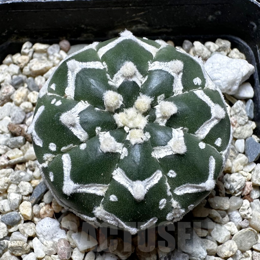 SHPR37514 Astrophytum asterias ‘Super Kabuto’ V-type f. nudum