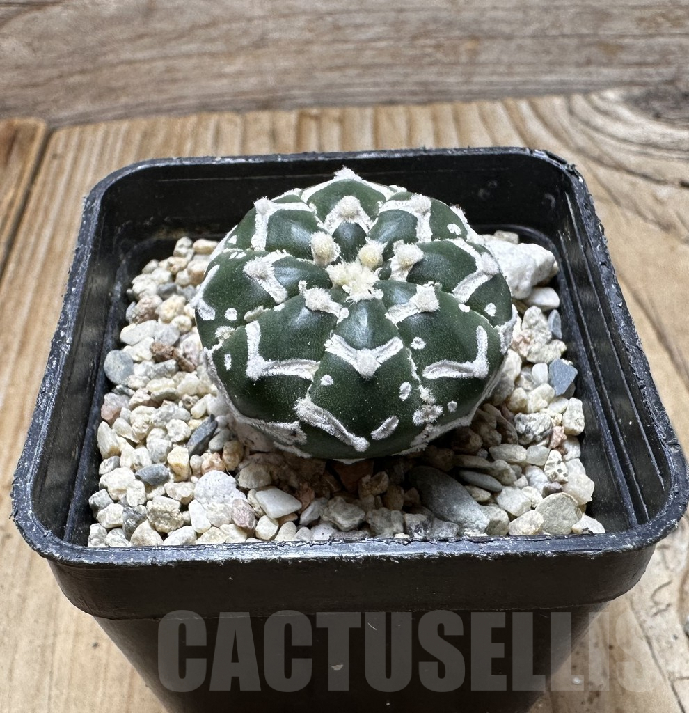 SHPR37514 Astrophytum asterias ‘Super Kabuto’ V-type f. nudum - Image 2