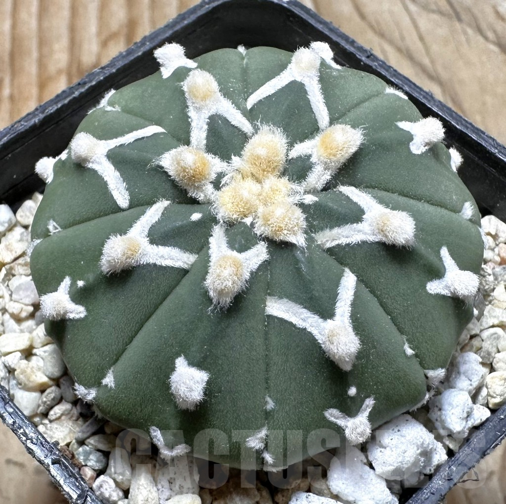 SHPR37515 Astrophytum asterias ‘Super Kabuto’ V-type f. nudum