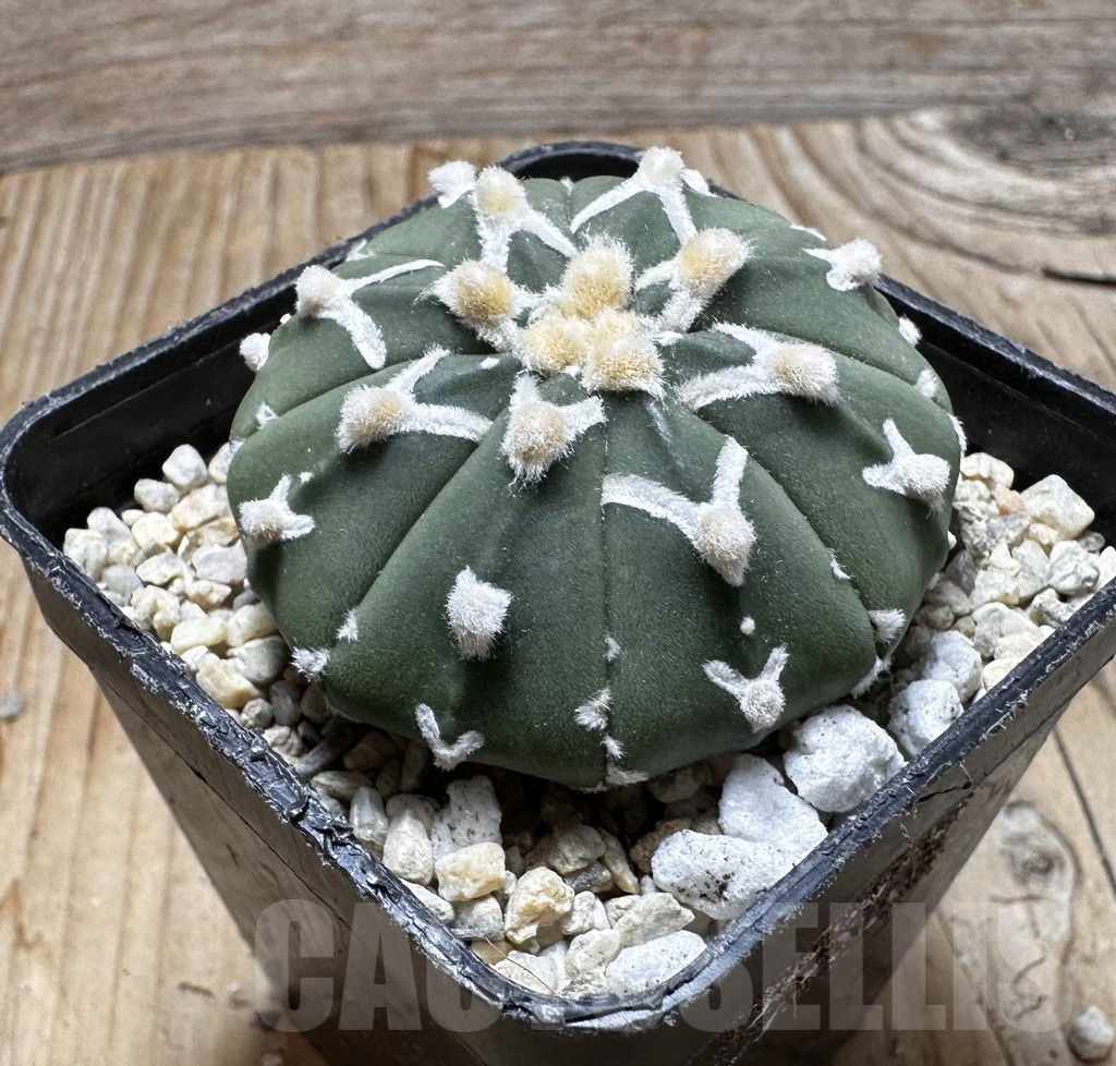 SHPR37515 Astrophytum asterias ‘Super Kabuto’ V-type f. nudum - immagine 2