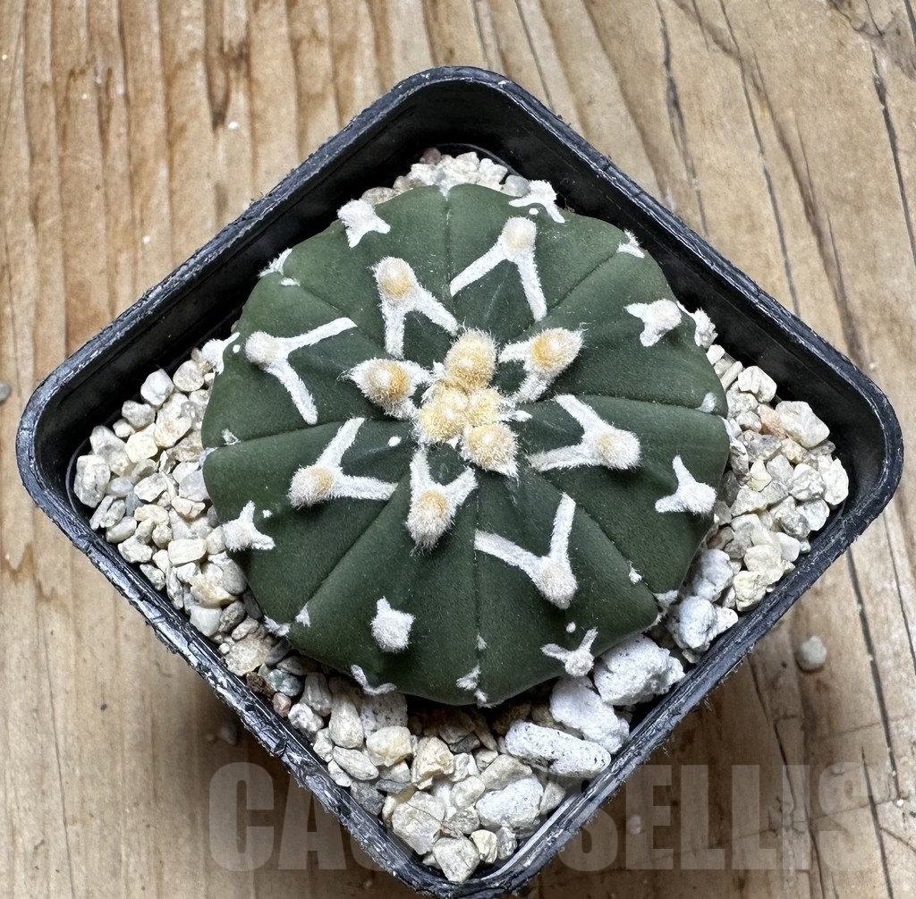 SHPR37515 Astrophytum asterias ‘Super Kabuto’ V-type f. nudum - immagine 3
