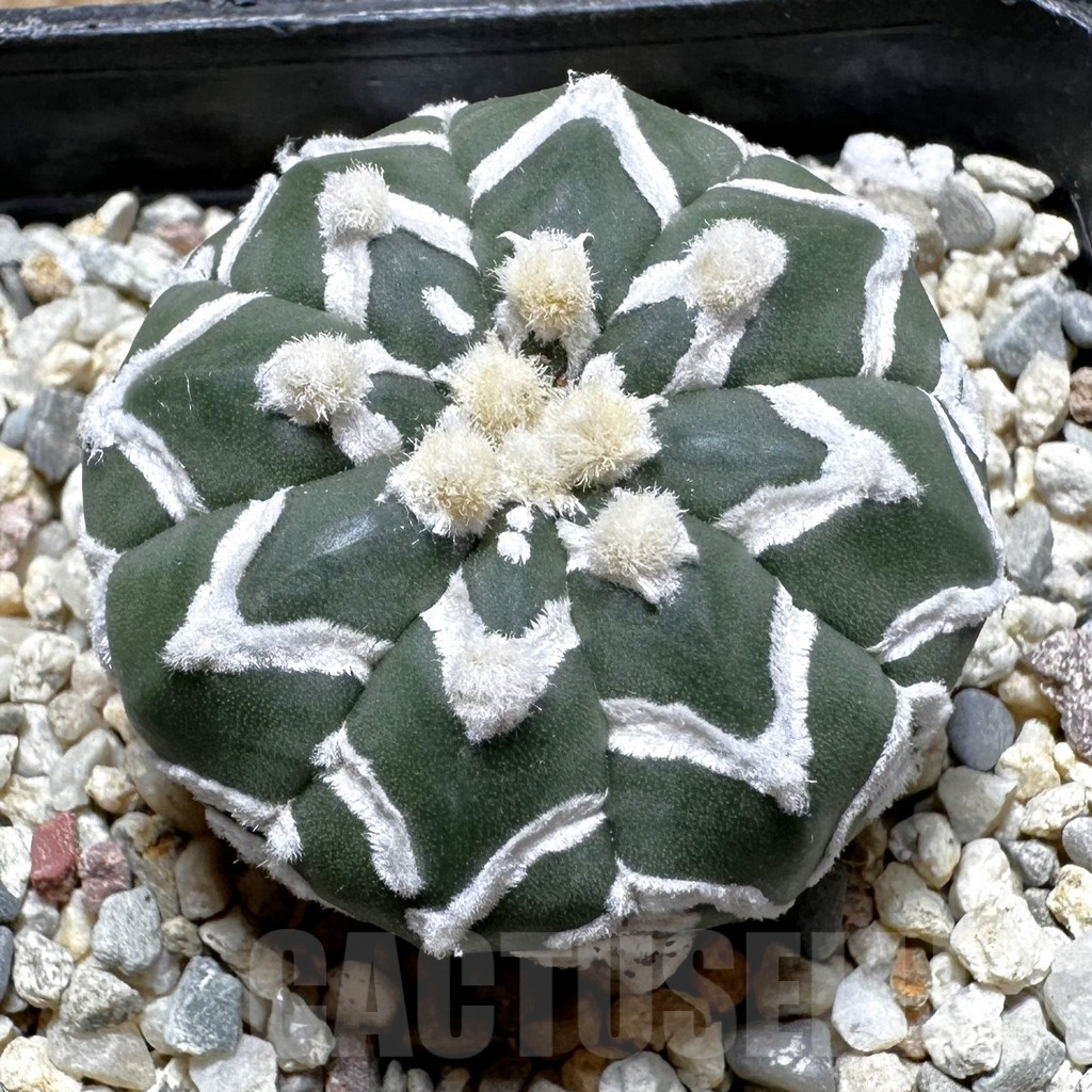 SHPR37516 Astrophytum asterias ‘Super Kabuto’ V-type f. nudum