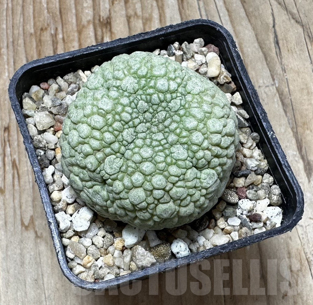 SHPR37613 Pseudolithos migiurtinus - Obrázek 2
