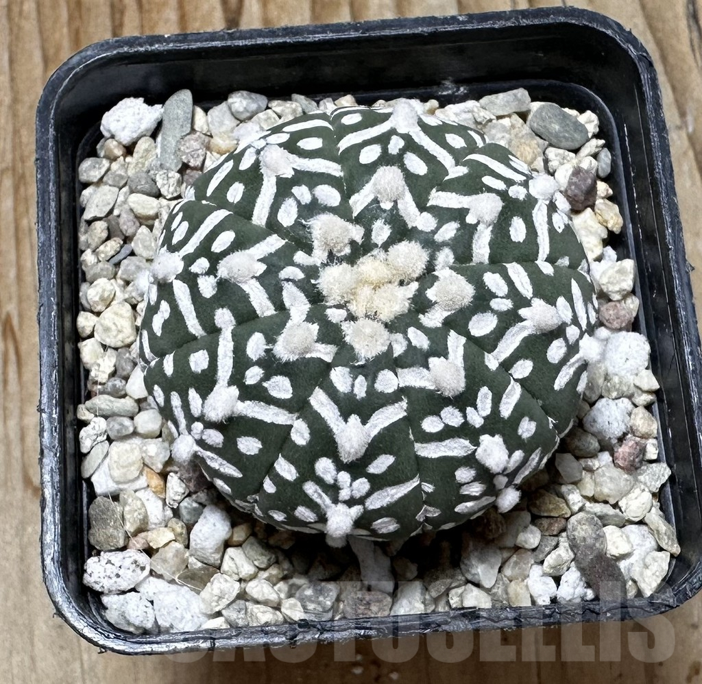 SHPR37640 Astrophytum asterias ‘Super Kabuto’ V-type - 画像 (2)