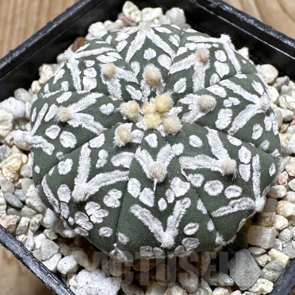 SHPR37641 Astrophytum asterias ‘Super Kabuto’ V-type