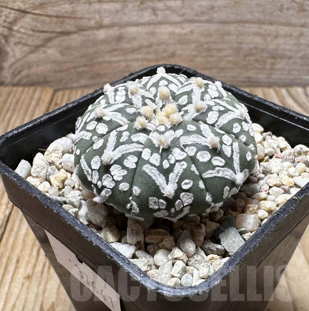SHPR37641 Astrophytum asterias ‘Super Kabuto’ V-type - Image 2
