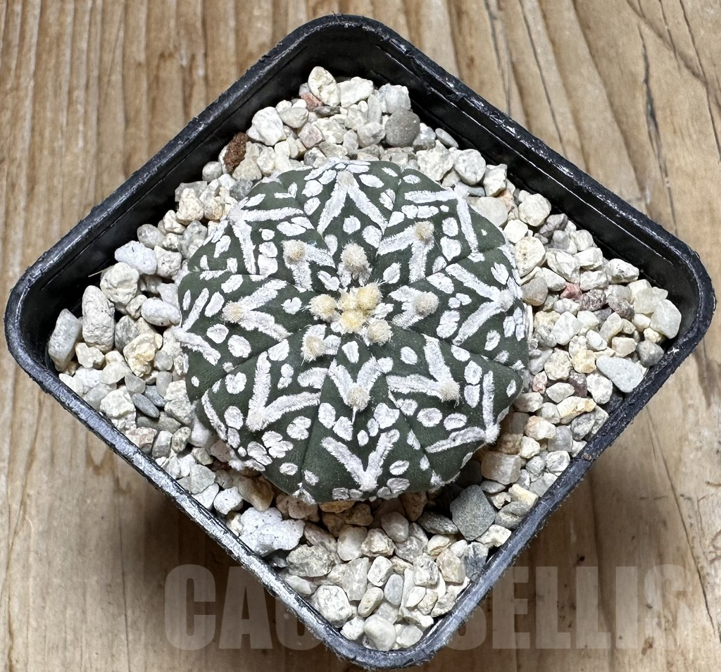 SHPR37641 Astrophytum asterias ‘Super Kabuto’ V-type - Image 3