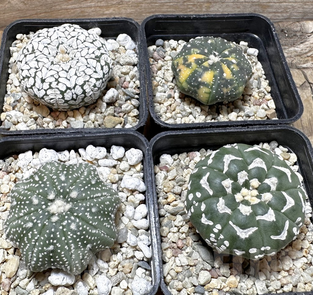 SET186 Astrophytum asterias mix