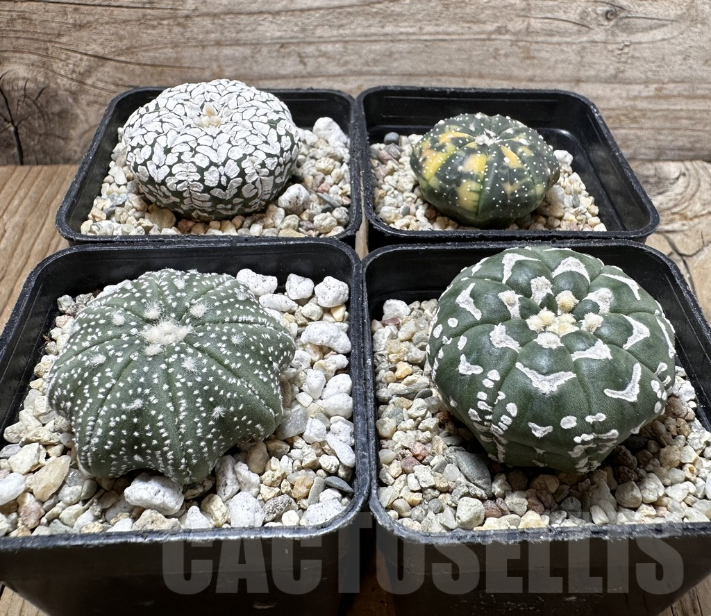 SET186 Astrophytum asterias mix - immagine 2