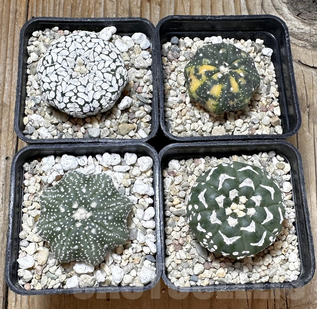 SET186 Astrophytum asterias mix - immagine 3