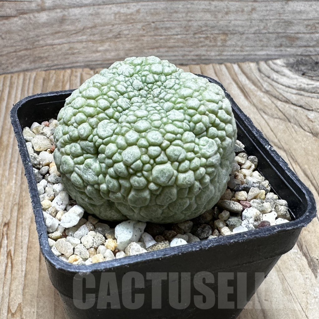 SHPR37613 Pseudolithos migiurtinus - Obrázek 3