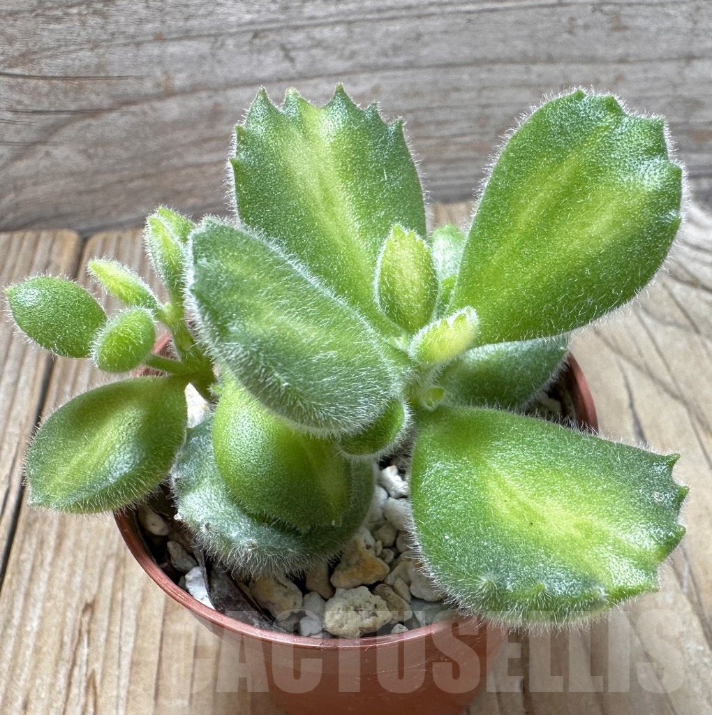 SL37642 Cotyledon tomentosa f. variegata