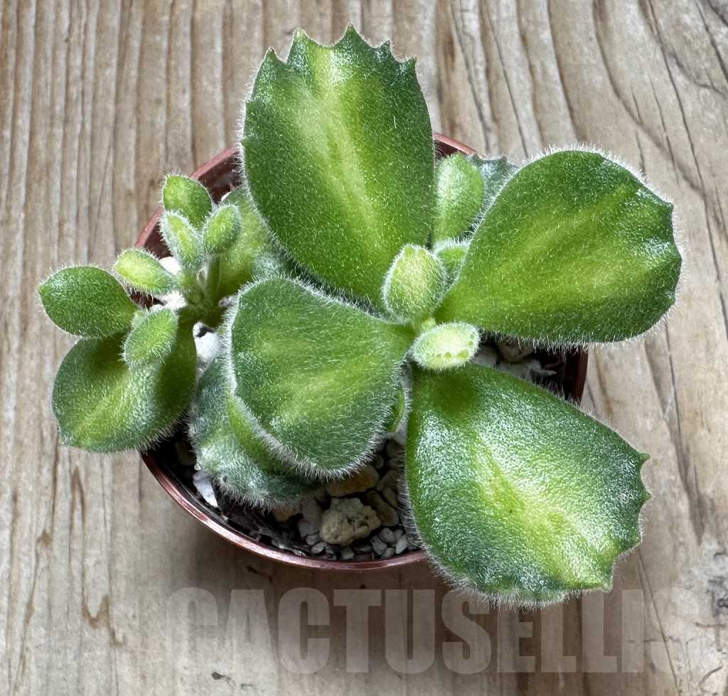 SL37642 Cotyledon tomentosa f. variegata - 画像 (2)