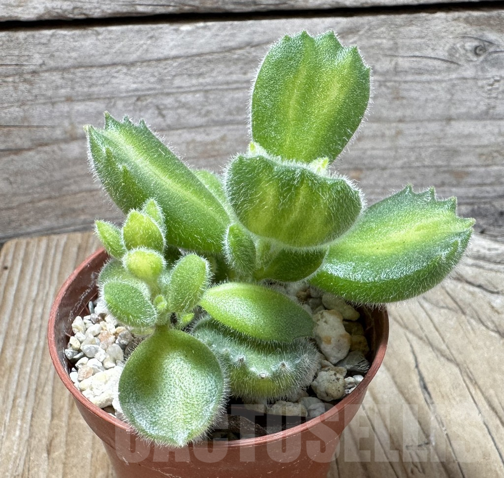 SL37642 Cotyledon tomentosa f. variegata - 画像 (3)
