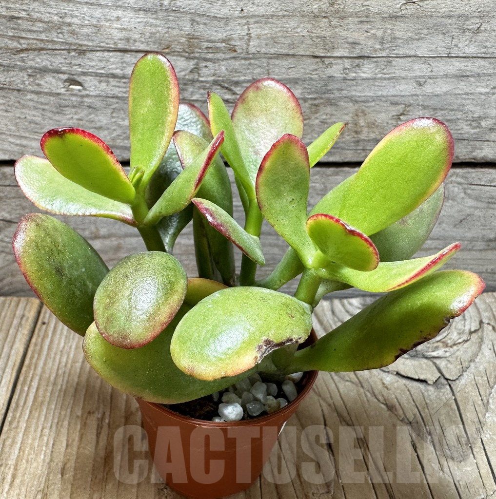 SL37643 Crassula ovata ‘Hummel’s Sunset’ - Image 2