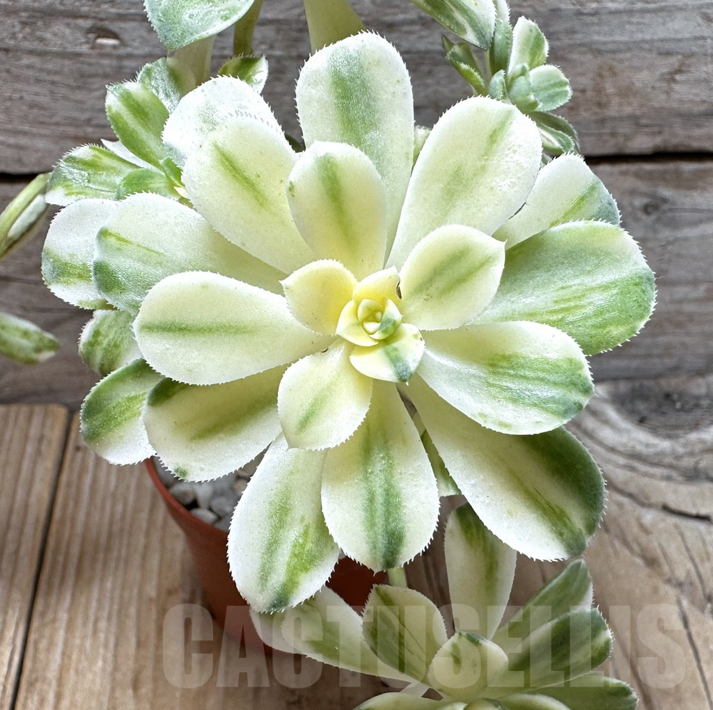 SL37644 Aeonium castello-paivae - Image 2