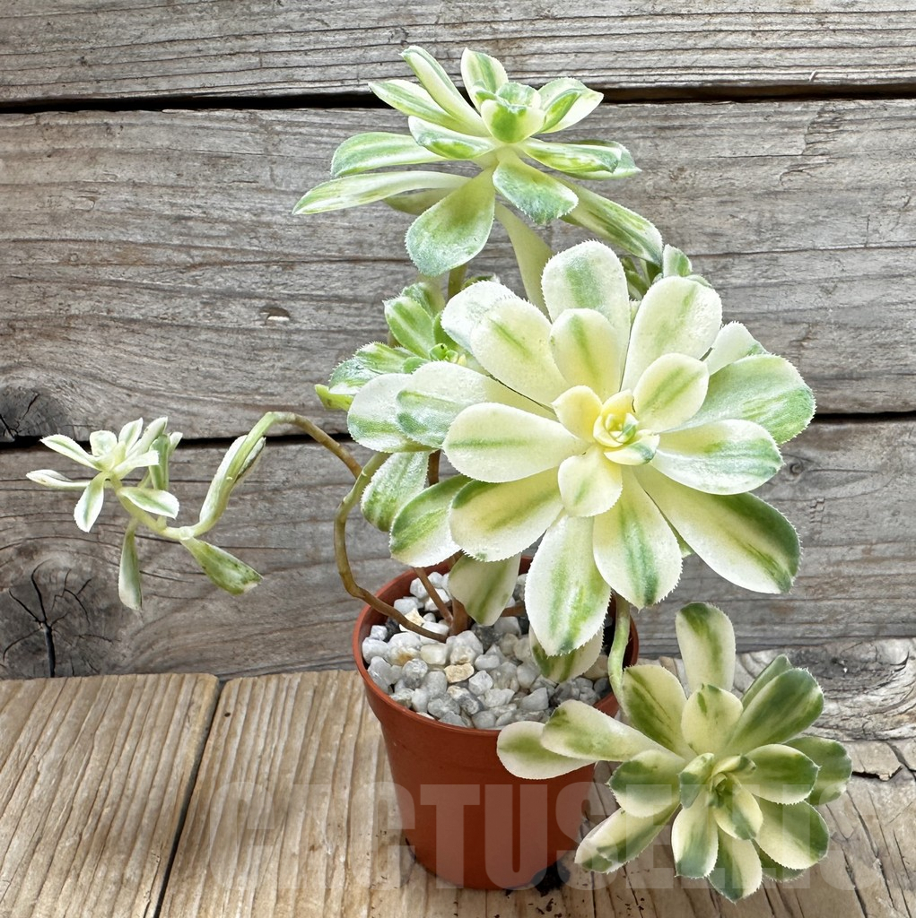 SL37644 Aeonium castello-paivae