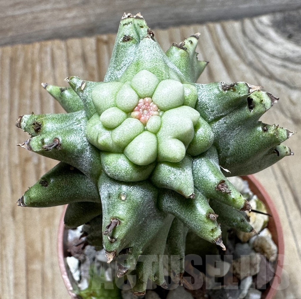 SL37645 Euphorbia horrida f. monstruosa