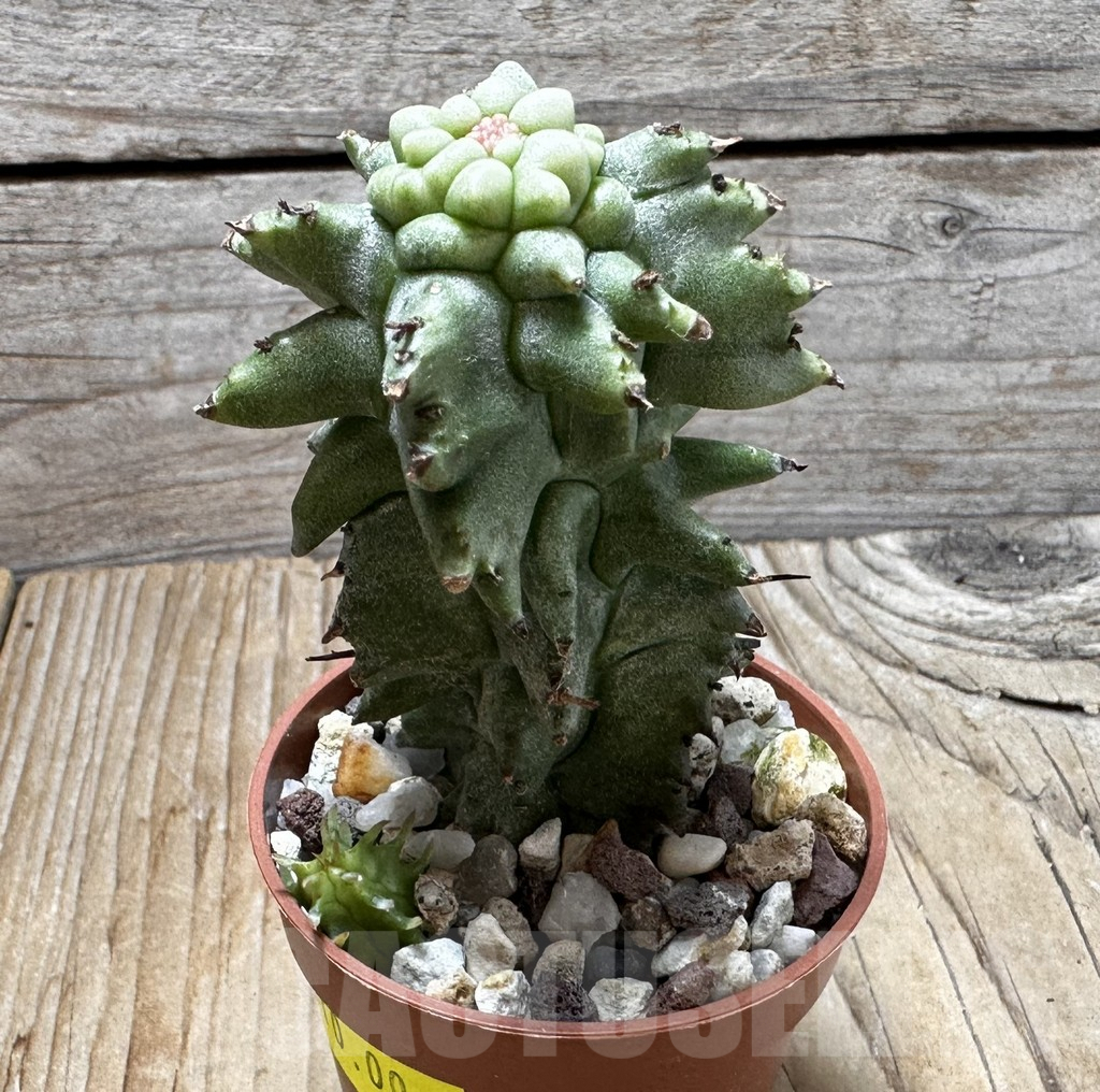 SL37645 Euphorbia horrida f. monstruosa - Image 2