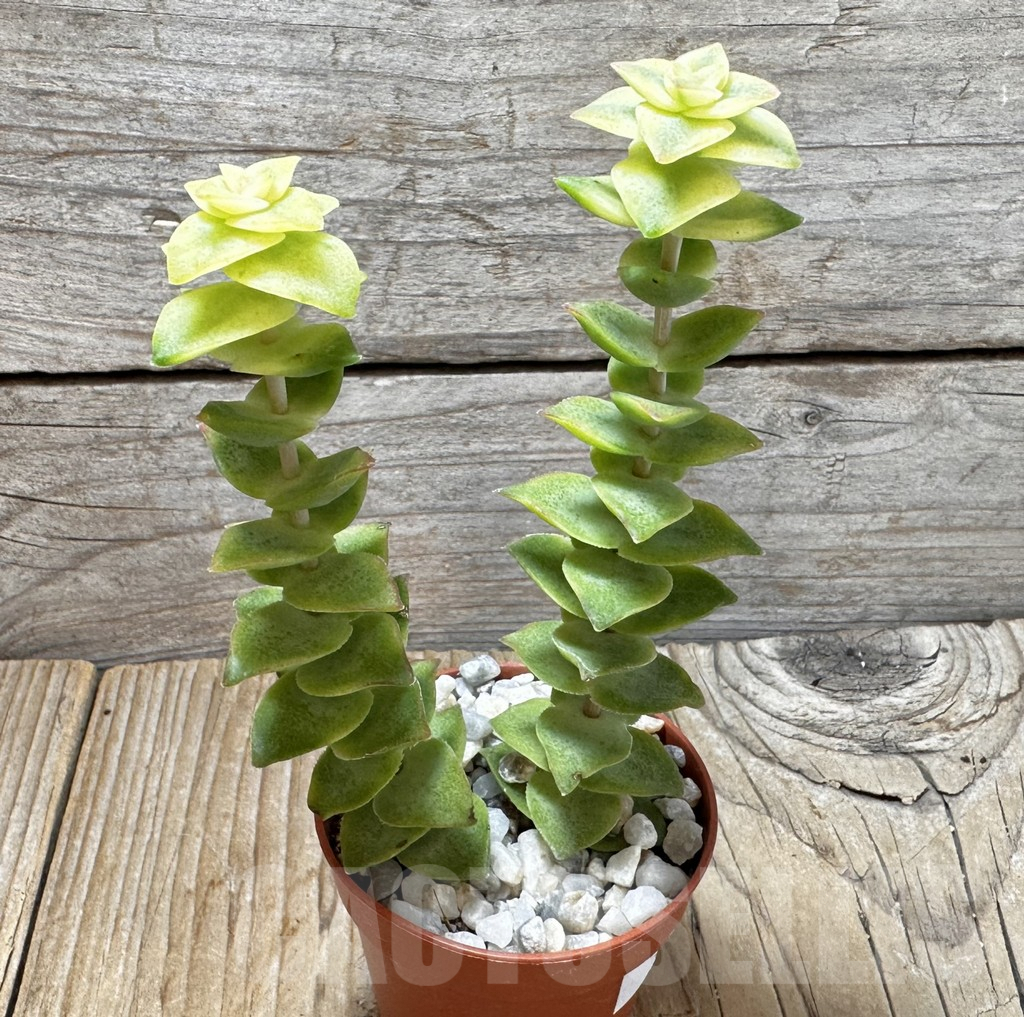 SL37646 Crassula perforata f. variegata - Image 2