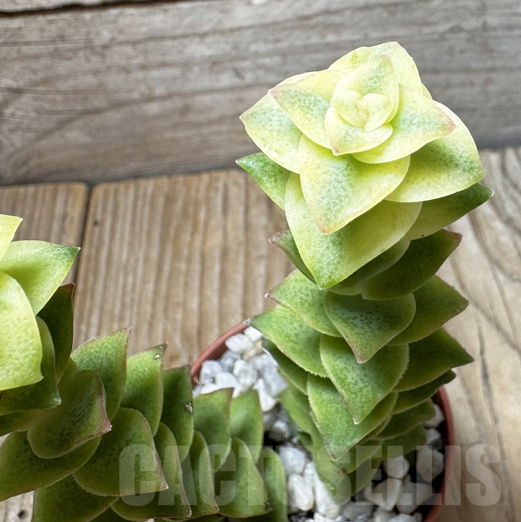 SL37646 Crassula perforata f. variegata