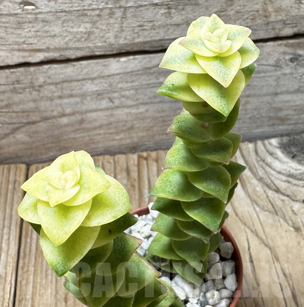 SL37646 Crassula perforata f. variegata - Image 3