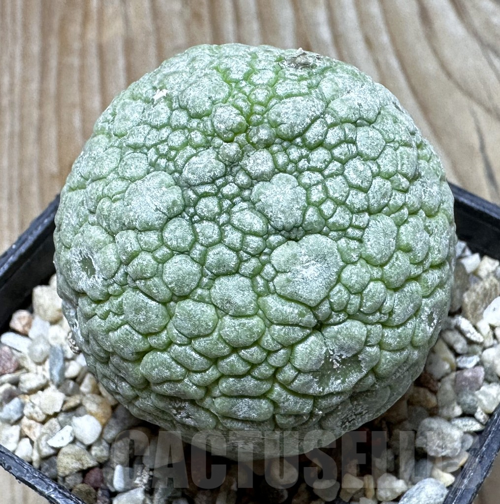 SHPR37614 Pseudolithos migiurtinus
