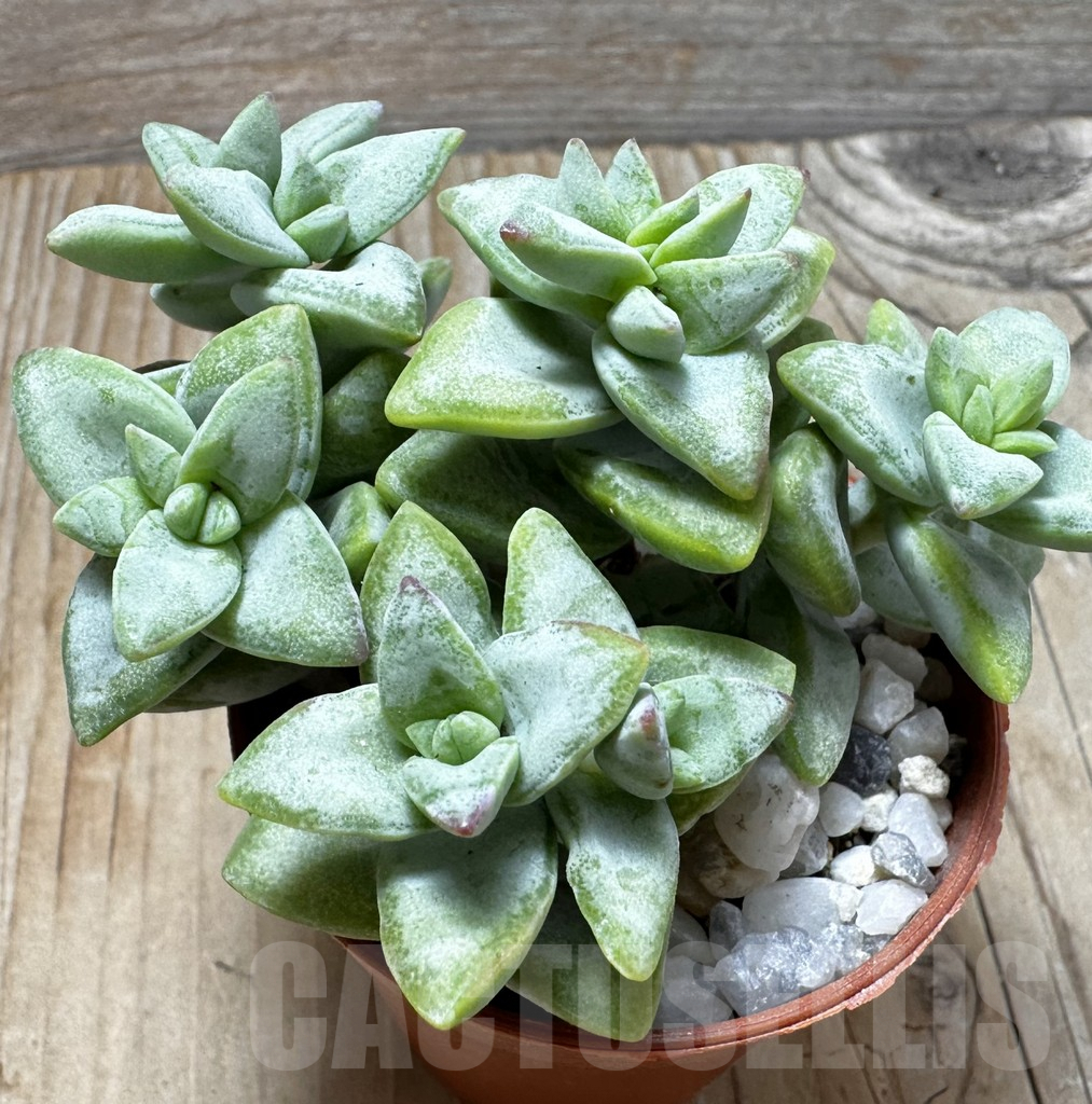SL37648 Crassula rupestris 'Rosary Vine'