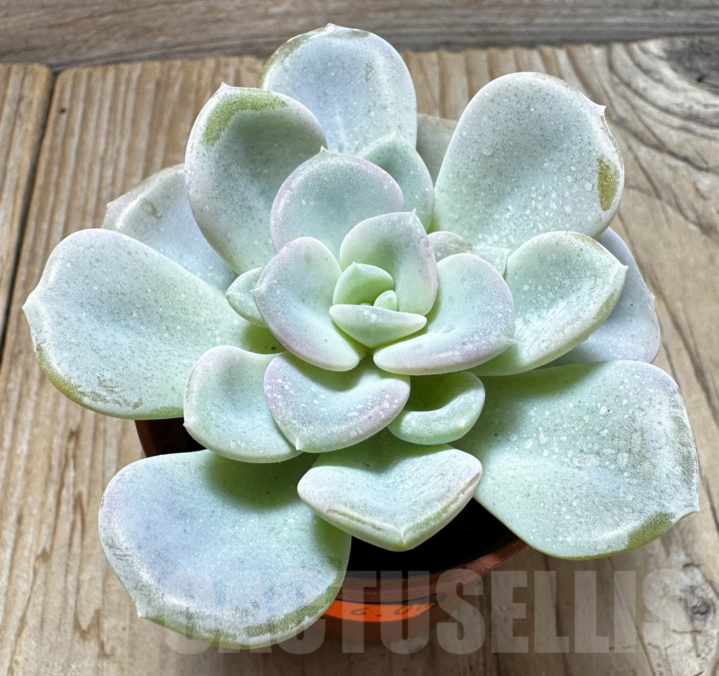 SL37650 Echeveria orpet