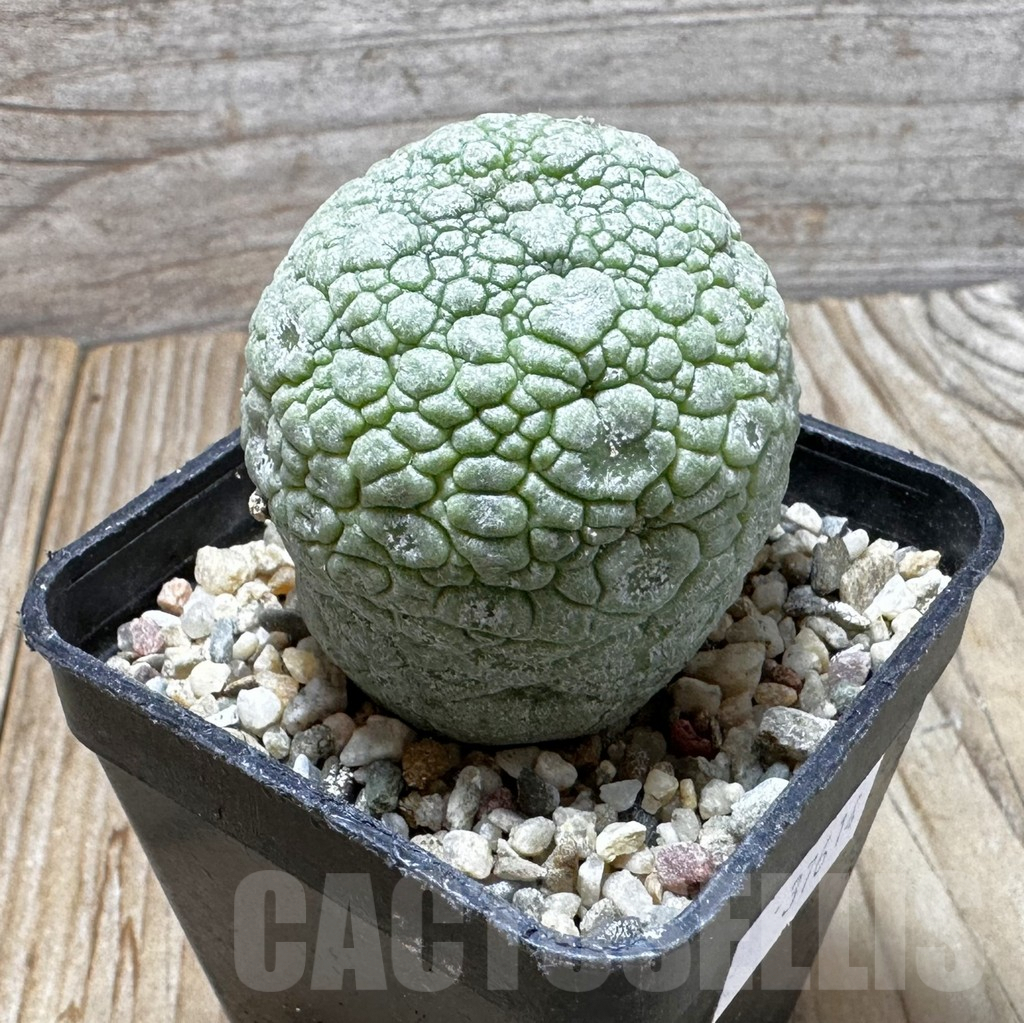 SHPR37614 Pseudolithos migiurtinus - Image 2