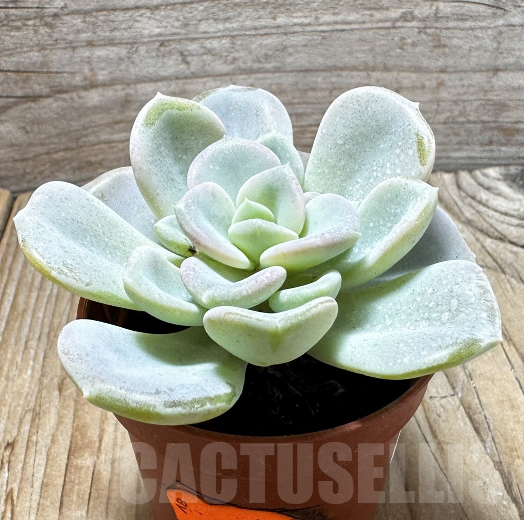 SL37650 Echeveria orpet - 画像 (2)